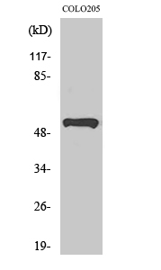 a02434 prpf19 primary antibodies wb testing 2