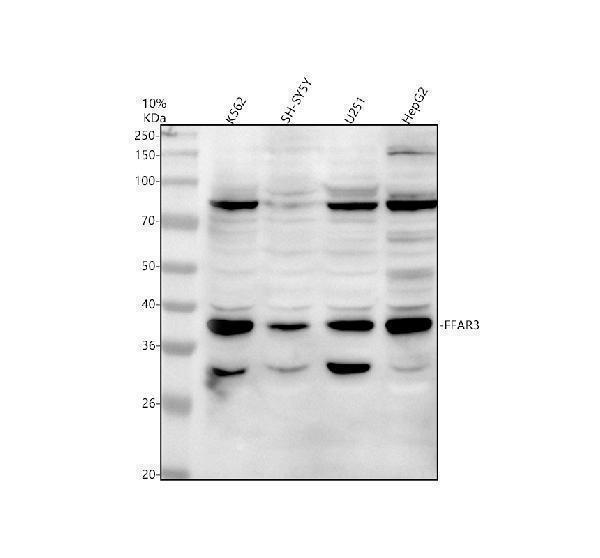Western blot analysis of FFAR3 using anti-FFAR3 antibody (A02437-2)