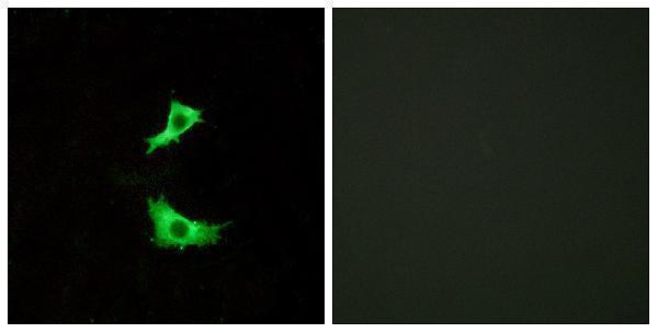 Immunofluorescence analysis of LOVO cells, using FFAR3 Antibody