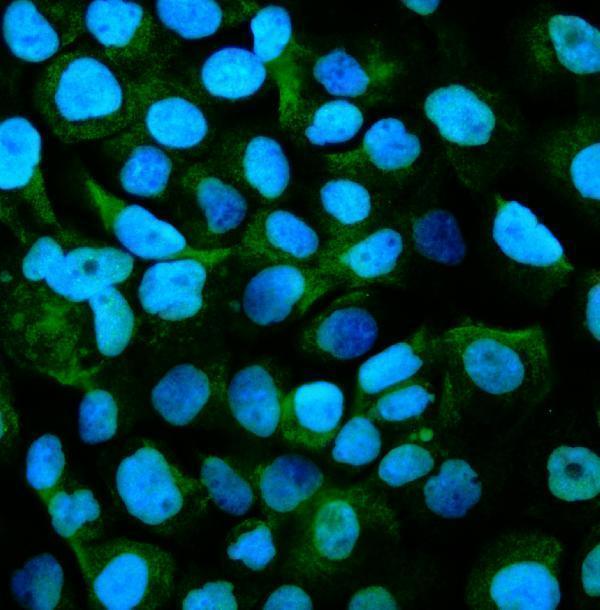 a02439 1 gpnmb primary antibodies icc testing 4