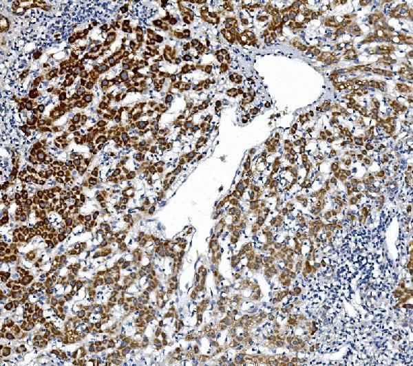 a02439 1 gpnmb primary antibodies ihc testing 2