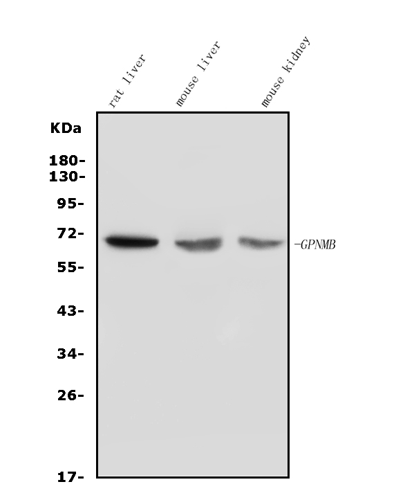 a02439 1 gpnmb primary antibodies wb testing 1_1