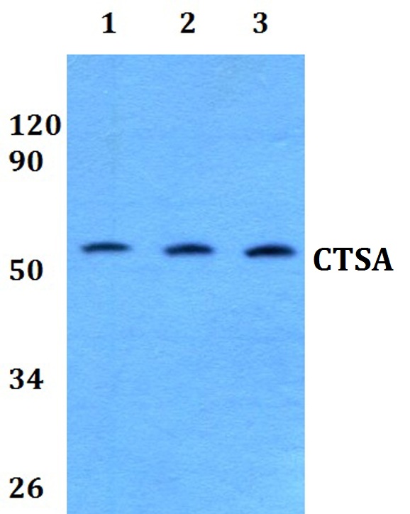 Western blot (WB) analysis of CTSA polyclonal antibody at 1:500 dilution
Lane1:A549 whole cell lysate
Lane2:sp2/0 whole cell lysate 
Lane3:PC12 whole cell lysate 