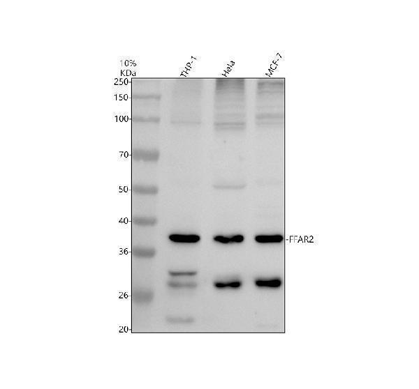 a02442 2 ffar2 primary antibodies wb testing 1