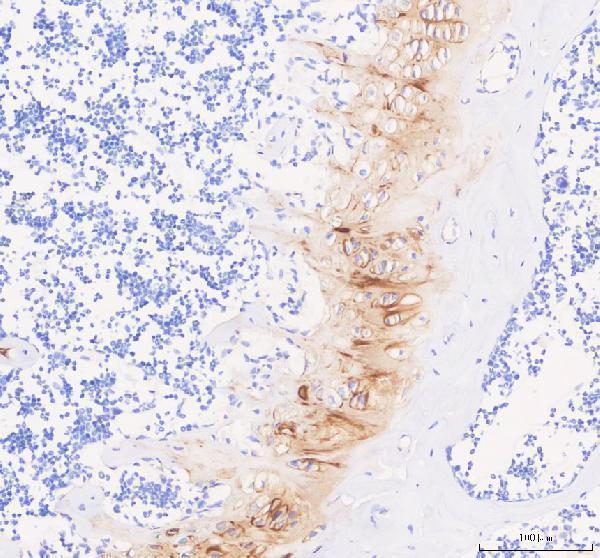 a02443 1 comp primary antibodies ihc testing 2