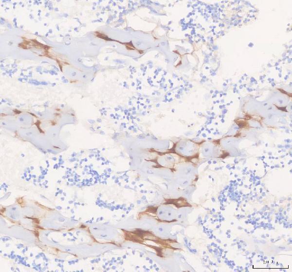 a02443 1 comp primary antibodies ihc testing 3