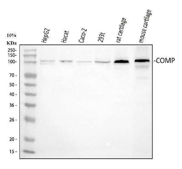 a02443 1 comp primary antibodies wb testing 1
