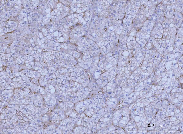 a02444 2 wars1 primary antibodies ihc testing 2