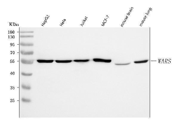 a02444 2 wars1 primary antibodies wb testing 1
