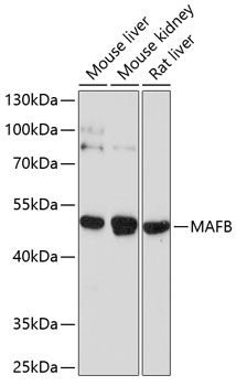 a02446 mafb primary antiboties wb testing 1