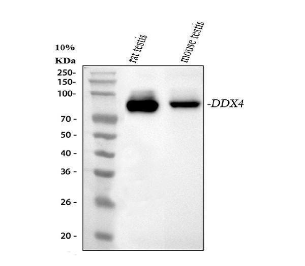 a02448 ddx4 primary antibodies wb testing 1_1