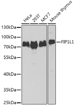 a02452 fip1l1 primary antiboties wb testing 1