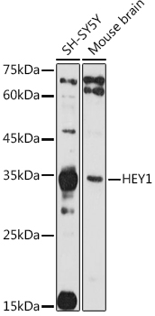 Western blot analysis of extracts of various cell lines, using HEY1  antibody  at 1:1000 dilution