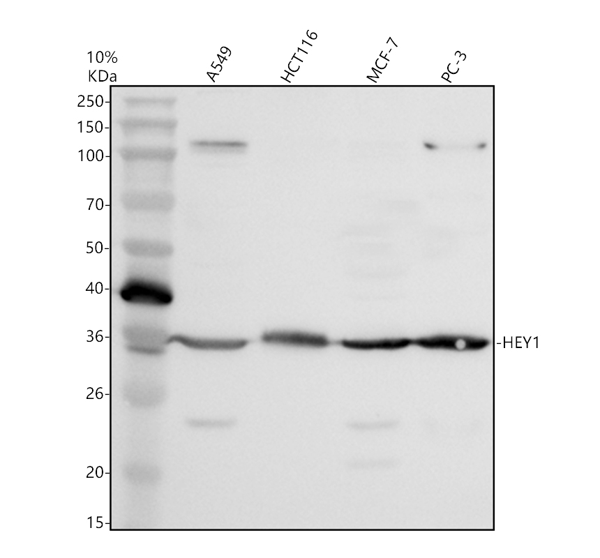 a02454 3 hey1 primary antibodies wb testing 1