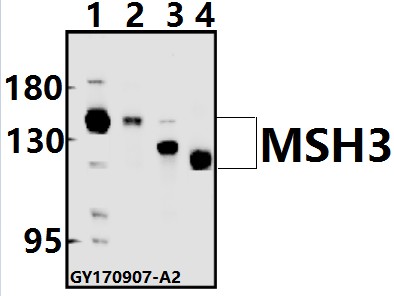 a02455 msh3 primary antiboties wb testing 1