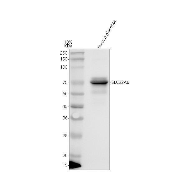 a02456 1 slc22a6 primary antibodies wb testing 1