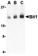a02459 1 ptrh2 primary antibodies wb testing 1
