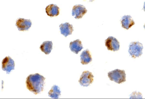 a02459 ptrh2 primary antibodies icc testing 2