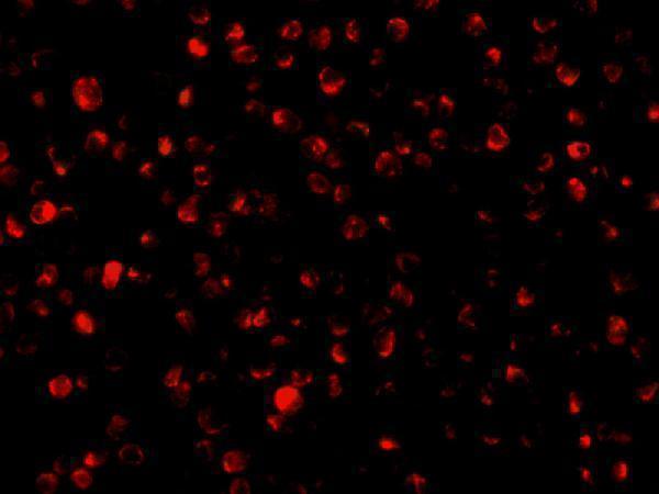 a02459 ptrh2 primary antibodies if testing 3