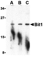 a02459 ptrh2 primary antibodies wb testing 1