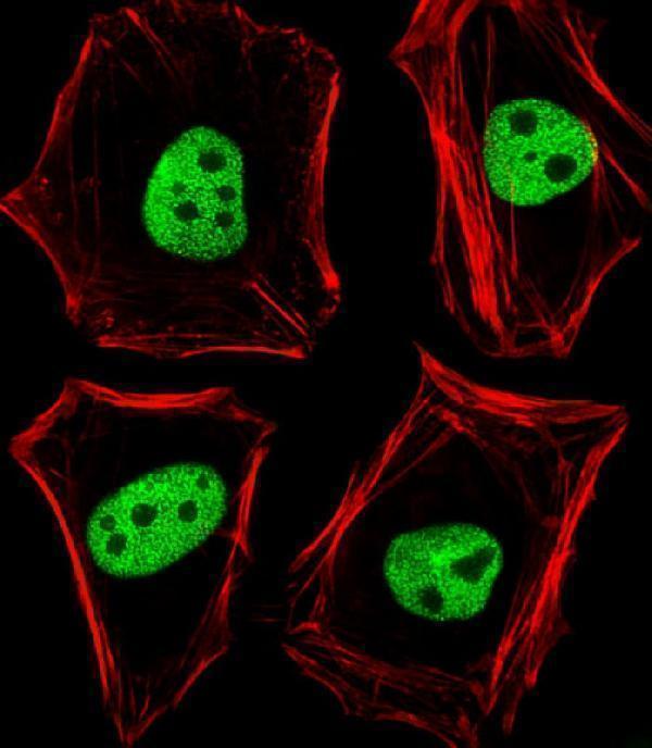 Fluorescent image of Hela cells stained with TLE1 Antibody (N-term)