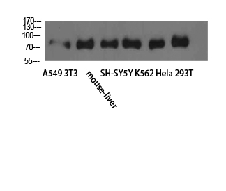 a02460 tle1 primary antibodies wb testing 2