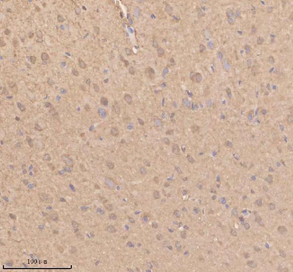 a02461 1 gsto1 primary antibodies ihc testing 1