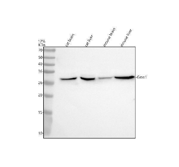 a02461 1 gsto1 primary antibodies wb testing 1_1