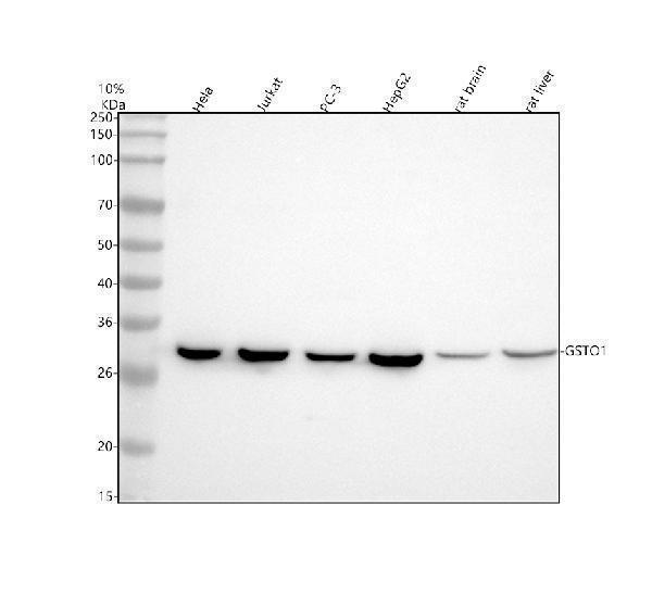 a02461 1 gsto1 primary antibodies wb testing 1_2