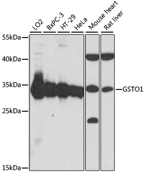 a02461 gsto1 primary antiboties wb testing 1