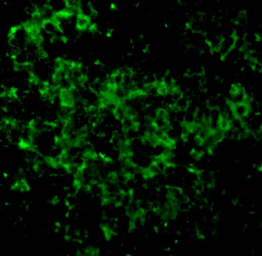 a02462 1 ube2n primary antibodies if testing 3