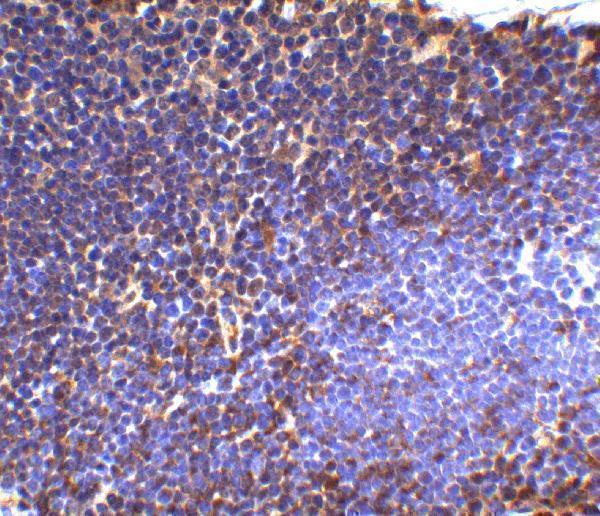a02462 1 ube2n primary antibodies ihc testing 4