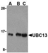 a02462 1 ube2n primary antibodies wb testing 1