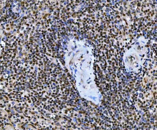 a02462 2 ube2n primary antibodies ihc testing 5