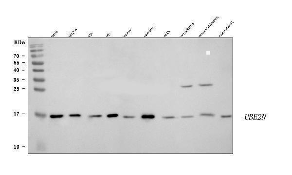 a02462 2 ube2n primary antibodies wb testing 1