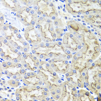 a02463 lrp2 primary antiboties ihc testing 2