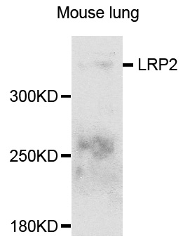 a02463 lrp2 primary antiboties wb testing 1