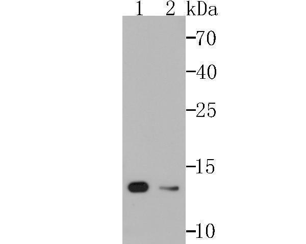 a02464 1 vamp3 primary antiboties wb testing 1