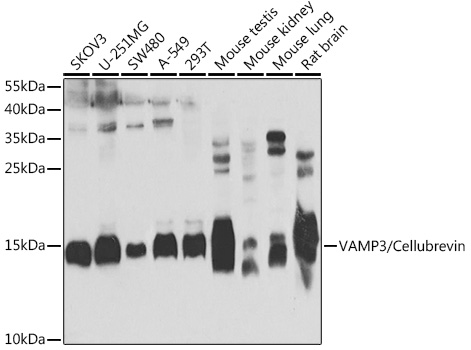 a02464 vamp3 primary antiboties wb testing 1