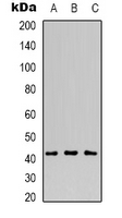 Western blot (WB) analysis of MVK polyclonal antibody at 1:500 dilution
LaneA:Raji cell membrane lysate(40ug)
LaneB:HepG2 cell membrane lysate(40ug)
LaneC:COS-7 cell membrane lysate(40ug)