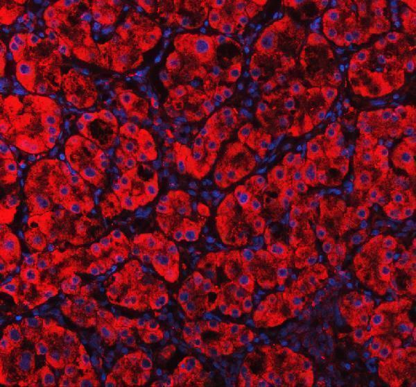 a02465 2 mvk primary antibodies if testing 1