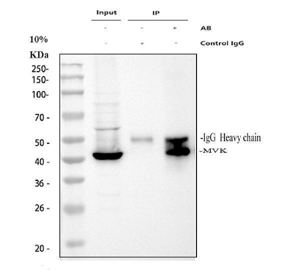 a02465 2 mvk primary antibodies ip testing 1