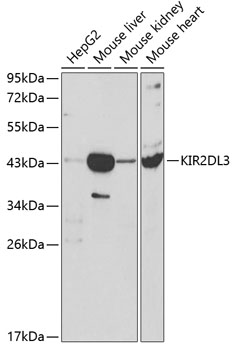 Western blot analysis of extracts of various cell lines, using KIR2DL3 antibody  at 1:1000 dilution