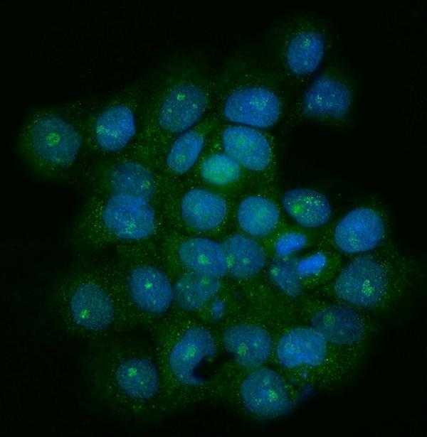  IF analysis of TRF1/TERF1 using anti-TRF1/TERF1 antibody (A02474-2)