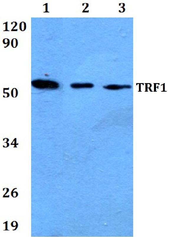 a02474 terf1 primary antiboties wb testing 1