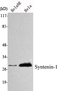 Western Blot analysis using Syntenin-1 Monoclonal Antibody against HeLa nuclear extract, HeLa cell lysate