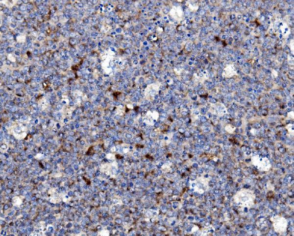 a02476 1 ncf2 primary antibodies ihc testing 2