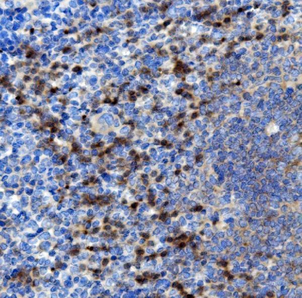 a02476 1 ncf2 primary antibodies ihc testing 3