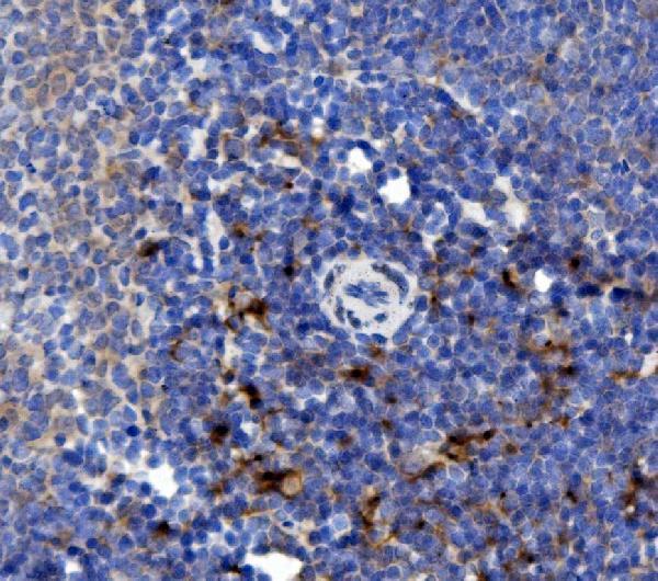 a02476 1 ncf2 primary antibodies ihc testing 4