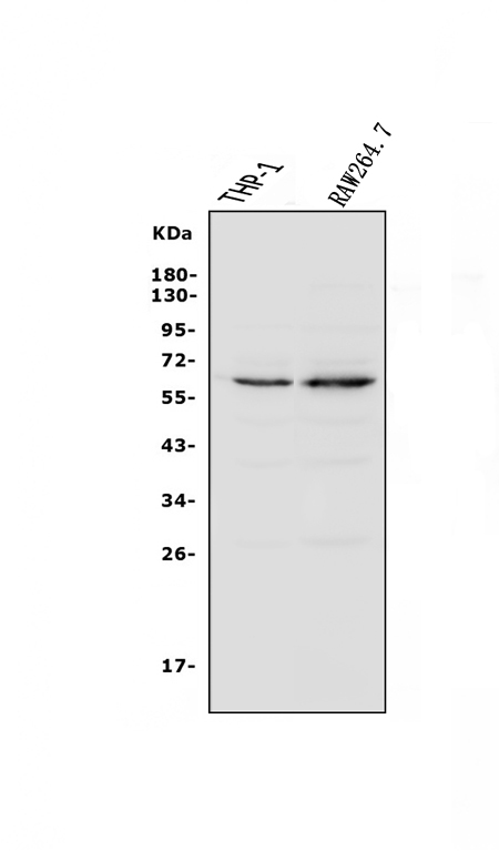 a02476 1 ncf2 primary antibodies wb testing 1